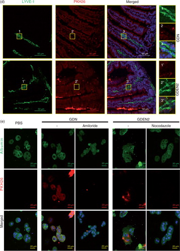 Fig. 2.  In vivo distribution of orally administrated GDN and GDEN2. (a) In vivo imaging of trafficking of GDN. Male C57BL/6 mice were administered DiR dye labelled GDN (50 mg per mouse in 200 µL PBS) by gavage, and imaged over 24 h (left). The results are presented as mean of the net intensity (sum intensity/area, n=5) (right). (b) Hepatocytes taking up DIR labelled GDN. Male C57BL/6 mice were gavage administered DIR-GDN, DIR-GDEN2 or grapefruit nanoparticles (GFN) (50 mg per mouse in 200 µL PBS). Six hours after the administration, frozen sections of liver were examined by confocal microscopy for DIR+/Albumin+F4/80+ cells (left) and were quantified (right). Original magnification 40×. Confocal image analysis of frozen sections of intestines from mice fed PKH26+GDN or PKH26+GDEN2 after immunofluorescent staining for CD31 (c) or Lyve-1 (d) (green), original magnification 60× (left panel) with enlargement of indicated area shown in the right panel. Data are the mean±SEM of 3 experiments (a, b) or are representative of 3 experiments (c, d) (n=5 mice per group). (e) Blocking of primary hepatocyte uptake of PKH26-labelled GDN. Primary hepatocytes cells were incubated with the indicated chemical reagents or PBS as a control in the presence of PKH26-labelled PKH26+GDN or PKH26+GDEN2 (100 µg/mL) for 3 h. The treated cells were then washed, fixed, and cells were stained with anti-mouse albumin. PKH26+Albumin+ cells were examined using confocal microscopy and photographed. Results represent 1 out of 5 independent experiments.