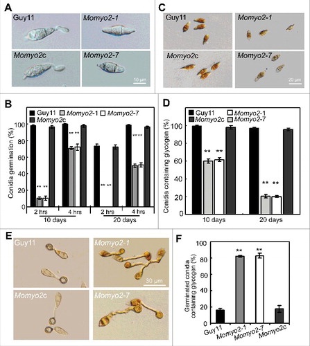 Figure 4. Conidium germination and glycogen deposition. (A) Conidial germination is delayed in the Momyo2 mutants. Droplets of conidial suspension (1 × 105 spores ml−1) were inoculated on the hydrophobic coverslips for indicated time, and then photographed. Bars = 10 μm. (B) Statistical analysis of germinated conidia. Germinated conidia were examined at each indicated time under a light microscope, and then statistically analyzed (P < 0.01). (C) Impaired glycogen deposits in conidia of the Momyo2 mutants. Conidia (10-day-old) suspension stained with a glycogen staining solution were visualized with brightfield optics of a Nikon inverted Ti-S epifluorescence microscope. Bars = 20 μm. (D) Impairment of glycogen deposition in age-dependent conidium. Impaired glycogen deposits in conidia (> 99) of Guy11 and Momyo2 mutants were counted and analyzed. (P < 0.01). (E) Impaired glycogen degrading during appressorium formation in the Momyo2 mutants. Conidia (10-day-old) drops (1 × 105 spores ml−1) were inoculated on the hydrophobic coverslips for 24 hrs, and then stained with glycogen staining solution. (F) Statistical analysis of germinated conidia containing glycogen deposit at 24 hpi. The percentage of germinated conidia containing glycogen deposit was counted and statistically analyzed (p < 0.01) Asterisks in Fig. 4B, 4D, 4F indicate significant differences between wild type and Momyo2 mutants.