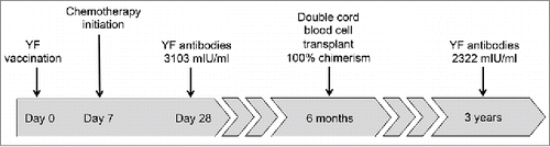 Figure 1. Timeline of treatment and Yellow Fever antibodies measurement after YF vaccination.