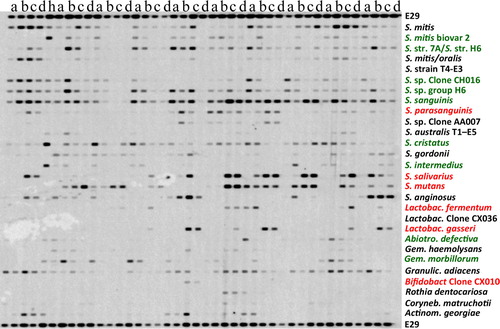 Figure 2.  Reverse capture checkerboard analysis of subjects with rampant caries and those with no caries. Plaque samples from healthy subjects (h) were compared to samples from intact enamel (a), whitespot lesions (b), cavitated lesions (c) and deep dentinal caries (d) from subjects with severe decay of the young permanent dentition. Mean bacterial signal for 29 of 110 selected bacterial species significantly associated with health and caries Citation[13]. Bacteria associated with health (green) and caries (red). Bacterial signal was measured by intensity of spot on checkerboard.