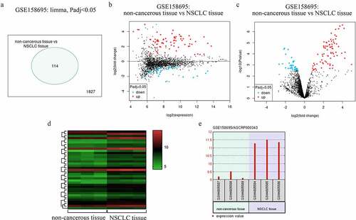 Figure 1. NSCLC patient circRNA profiling results. (a) Differentially expressed circRNAs. (b) Mean-difference plot for the GSE158695 dataset. (c) Differentially expressed genes in the GSE158695 dataset were presented using a Volcano plot. (d) Genes upregulated in the GSE158695 dataset were subjected to clustering analysis. (e) NSCLC samples exhibited circRNA_001846 is upregulation as compared to paracancerous tissue samples