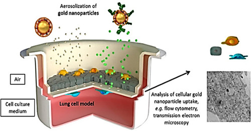 Figure 9 Assessments of fluorescently encoded poly(vinyl alcohol) (PVA)-coated gold nanoparticles using a 3D co-culture model consisting of epithelial and immune cells (macrophages and dendritic cells). Copyright 2016, American Chemical Society.Citation132