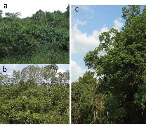 Figure 1. A comparison of initial (SS1 – a), intermediate (SS2 – b) and advanced (SS3 – c) successional stages.