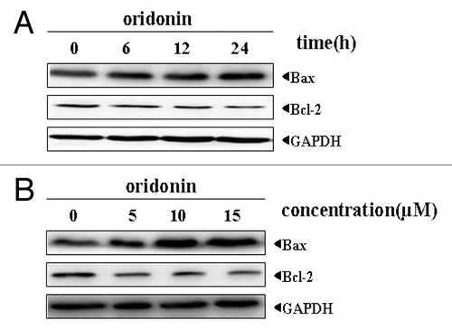 Figure 5. Oridonin modulated the expression of pro-apoptotic protein Bax and anti-apoptotic protein Bcl-2 in SUP-B15 cells. The cells were incubated with 7.5 μM oridonin for 6, 12, 24 h (A), or with 5, 10, 15 μM doses of oridonin for 24 h (B). Equal amounts of protein from each sample were separated on SDS-PAGE and immunoblotted with antibodies against Bcl2 and Bax. GAPDH was used as a loading control. The results shown were representative of two independent experiments. Oridonin upregulated the expression of pro-apoptotic protein Bax and downregulated the expression of anti-apoptotic protein Bcl-2 in SUP-B15 cells.