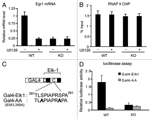 Figure 4. The interaction between ELK1 and Med23 is necessary for maintaining Egr1 basal transcription. (A) The MEK1/2 inhibitor U0126 was added to the culture medium for 30 min, and total RNA samples were harvested and analyzed by real-time PCR. (B) WT and KO ES cells were treated or not treated by U0126 for 30 min. ChIP assays were performed using RNAP II antibody. (C) The structures of Gal4-Elk1 and Gal4-AA (S383,389A) are schematically depicted. The sequences are shown below. D: D-box domain; C: C-box domain. (D) 293T cells were transfected with a 5 × Gal-E1B-TATA-luciferase reporter construct and a plasmid encoding the Gal4-Elk1 activation domain or Gal4-Elk1 mutant, with a MEKK expression plasmid. Firefly luciferase activity was normalized to Renilla luciferase activity.