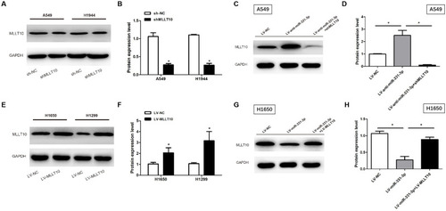 Figure 4 MLLT10 was regulated by miR-331-3p negatively in NSCLC. (A and B) MLLT10 protein expression levels were detected in A549 and H1944 cells transfected with sh-NC or shMLLT10 with the help of Western blot. (C and D) MLLT10 protein expression levels were detected in A549 cells transfected with LV-NC, LV-anti-miR-331-3p, or LV-anti-miR-331-3p+shMLLT10 with the help of Western blot. (E and F) MLLT10 protein expression levels were detected in H1650 and H1299 cells transfected with LV-NC or LV-MLLT10 with the help of Western blot. (G and H) MLLT10 protein expression levels were detected in H1650 cells transfected with LV-NC, LV-miR-331-3p, or LV-miR-331-3p+LV-MLLT10 with the help of Western blot. GAPDH conducted as the internal control. All quantitative values were the average of three independent experiments. *P<0.05.