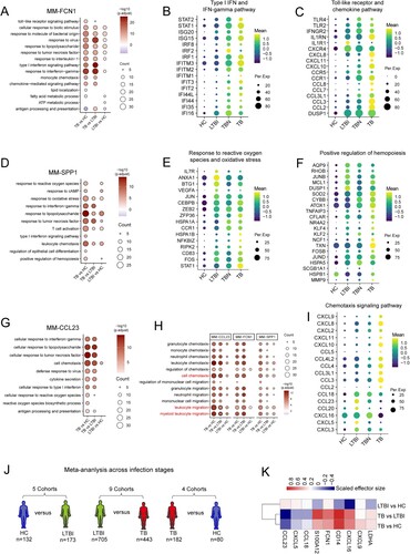 Figure 3. Chemotaxis features of macrophages reflected different states after tuberculous bacterium infection. (A) Enrichment of GO biological process (BP) terms in MM-FCN1 macrophage comparisons between TB and HC, TB and LTBI, and LTBI and HC (selected terms are shown; adjusted p-value is indicated by the coloured bar). (B-C) The dot plot of type I interferon and interferon-gamma (B) and toll-like receptor (C) signaling pathway genes of MM-FCN1 macrophages in HC, LTBI, TB, and TBN. (D) BP terms in MM-SPP1 macrophage comparisons between TB and HC, TB and LTBI, and LTBI and HC. (E-F) The dot plot of response to reactive oxygen species and response to oxidative stress (E) and positive regulation of hemopoiesis genes (F) of MM-SPP1 macrophages among different individuals. (G) BP terms in MM-CCL23 macrophage comparisons between TB and HC, TB and LTBI, and LTBI and HC. (H) BP terms of chemotaxis in different subsets of macrophage comparisons are indicated. (I) The dot plot of chemotaxis signaling pathway genes of MM-CCL23 macrophages between different individuals. (J) Conceptual overview of gene expression analysis across clinical infection stages. LTBI (n  = 173) versus HC (n  = 132), LTBI (n = 705) versus TB (n  = 443), and TB (n  = 182) versus end of HC (n  = 80). (K) Heatmap of gene expression (mean effect size) values in different groups. The clinical stage is displayed in rows, and genes are hierarchically clustered and displayed across columns.