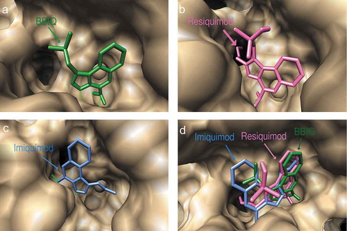 Figure 4. Predicted docked conformations of BBIQ (a), resiquimod (b) and imiquimod (c) on mouse TLR7, showing the amino acids forming hydrogen bonds in the ligand-binding site. Figure 4(d) shows the predicted binding poses of BBIQ (in green), resiquimod (in pink) and imiquimod (in blue) in the mTLR7 binding pocket.