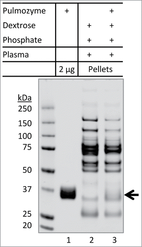Figure 6. Inability of Pulmozyme to co-precipitate with aggregates of plasma proteins. Pulmozyme was exchanged into dextrose-phosphate solution prior to mixing with plasma (lane 3). Briefly, Pulmozyme (250 µL) was added to 3 mL of 5% dextrose containing 75 µL of 0.2 M phosphate buffer pH 5.9. The solution was concentrated to 0.3 mL at 5°C using an Amicon ultra-4 membrane unit (3 kDa molecular weight cutoff). The membrane integrity was confirmed by SDS-PAGE showing a complete recovery of total proteins and that no protein was detected in the filtrate. A solution of 10 µL plasma was then added to the Pulmozyme-dextrose-phosphate mixture, followed by 30 min incubation at 25°C. The pellets were collected and analyzed by SDS-PAGE. Lane 1: Pulmozyme solution (2 µg) alone. Lane 2: plasma protein aggregates formed in dextrose-phosphate-plasma mixture. Arrow indicates potential location of Pulmozyme protein band (˜37 kDa), if any, presented in the pellets.