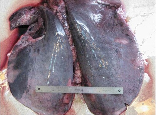 Figure 5 Lungs excised from a horse with a rare fatal instance of exercise-induced pulmonary hemorrhage.