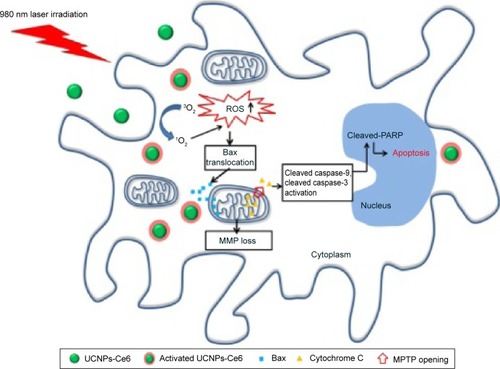 Figure 8 A schematic illustration of UCNPs-Ce6-mediated PDT and the mechanism of apoptosis in vitro.Notes: Activated UCNPs-Ce6 in THP-1 macrophages generates 1O2, resulting in the bursts of ROS. UCNPs-Ce6-mediated PDT results in apoptotic cell death most likely via mitochondrial-dependent death pathways triggered by ROS. ROS upregulation facilitates Bax translocation to the mitochondria as well as the release of cytochrome C into the cytoplasm via the MPTP, which causes the loss of MMP. Cytochrome C in the cytoplasm activates several caspase-related apoptotic proteins, resulting in apoptosis.Abbreviations: ROS, reactive oxygen species; PARP, poly(ADP-ribose) polymerase; MMP, mitochondrial membrane potential; UCNPs, upconversion nanoparticles; Ce6, chlorin e6; MPTP, mitochondrial permeability transition pore; 1O2, singlet oxygen; 3O2, triplet oxygen.