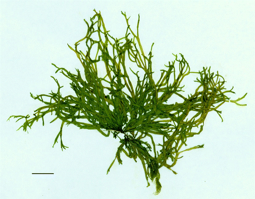Fig. 1  Rosenvingea sanctae-crucis – WELT A024346; scale bar = 2 cm.