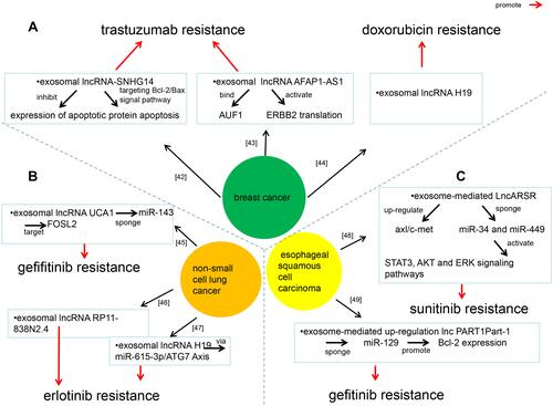 Figure 4 Network illustrating exosomal lncRNAs regulate chemotherapy drug resistance. This figure summarizes the literatures related to exosomal lncRNAs regulate chemotherapy drug resistance published in recent years, and shows the constructed network diagram of the relationships between exosomal lncRNAs and chemotherapy drug resistance. The (A–C) represents breast cancer, non-small cell lung cancer and esophageal squamous cell cancer, respectively.