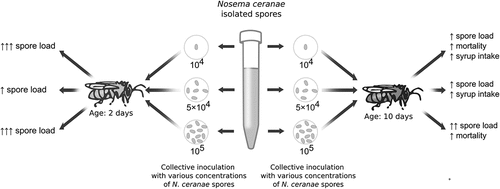 Graphical abstract