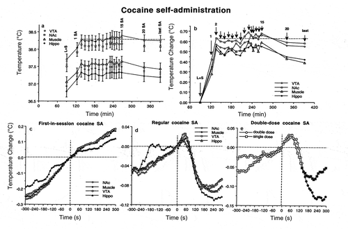 Figure 22. Changes in brain (NAc, nucleus accumbens; VTA, ventral tegmental area of midbrain, Hippo, hippocampus) and muscle temperatures during cocaine self-administration in trained rats. A and B = changes in absolute and relative temperatures averaged for each consecutive cocaine self-injection. L + S, the moment of light+sound presentation, when the lever became accessible and the rat could press a lever. C = temperature changes associated with the first-in-session cocaine self-injection. D = temperature changes associated with regular cocaine self-injections. E = differences in NAc temperature changes after a typical single-dose (1.0 mg/kg) and double-dose (2.0 mg/kg) cocaine self-injections. Data were replotted from [Citation223].