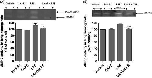 Figure 8. Effect of SAAE on MMP-2 (A) and MMP-9 (B) activities in lung homogenates. BALB/c mice were treated with vehicle (NaCl 0.9%), SAAE (200 mg/kg), LPS (5 µg/mouse) or SAAE (200 mg/kg) plus LPS (5 µg/mouse), lungs were homogenate and centrifuged. MMPs activity was detected in supernatants using Gelatin zymography technique. Results were expressed as a percentage relative to control (n = 8, mean ± SEM, *p < 0.05).
