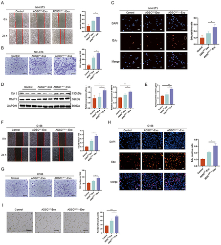 Figure 3 ADSCE2F1-/--Exos promoted collagen formation and angiogenesis in vitro. Wound healing (A) and transwell assay (B) showed the migration ability of NIH-3T3 cells in the Control, ADSCWT-Exo, and ADSCE2F1-/--Exo groups. Bar = 200 µm (A). Bar = 200 µm (B). (C) EdU staining was used to detect the proliferation of NIH-3T3 cells in the three groups. Bar = 50 µm. (D) Western blot analysis of COLI and MMP1 in NIH-3T3 cells of the three groups. (E) HYP content of NIH-3T3 cells from the three groups. Wound healing (F) and transwell assay (G) showed the migration ability of C166 cells in Control, ADSCWT-Exo, and ADSCE2F1-/--Exo groups. Bar = 200 µm. (H) EdU staining of C166 cells in the three groups. Bar = 50 µm. (I) Tube formation and the branch point number quantitative analysis of C166 cells in the three groups. Bar = 200 µm. *p-value < 0.05, **p-value < 0.01, ***p-value < 0.001.