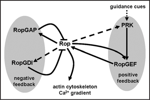Figure 1 Feedback loops of Rop control polarized growth of pollen tubes. As described in the text, RopGAPs inhibit Rop activity by accelerating intrinsic GTPase activity while RopGDIs extract prenylated, GDP-bound Rop from the membrane for its recycling to the apical plasma membrane. Both are regulated by Rop through direct interactions, forming a negative feedback loop. PRKs interact with RopGEFs to facilitate their membrane association. The apical plasma membrane-localized Rop and membrane PRKs bind to different domains of RopGEFs, forming a positive feedback loop that regulates Rop activity. PRKs may be regulated by Rop-mediated vesicle trafficking, shown with a dashed arrow. Extracellular cues directly alter the activity of the positive feedback loop, resulting in tube re-orientation.