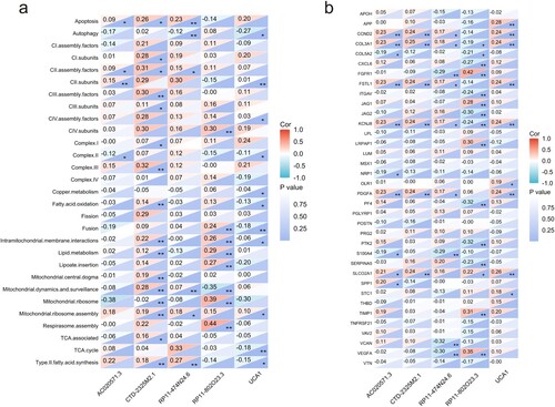 Figure 7. Relationship between cuprotosis-related lncRNAs and mitochondria-associated pathways. (a) Relationship between cuprotosis-related lncRNAs and angiogenesis-associated genes. (b) The colour gradation from red to blue corresponds to positive and negative correlations. *p < 0.05, **p < 0.01.