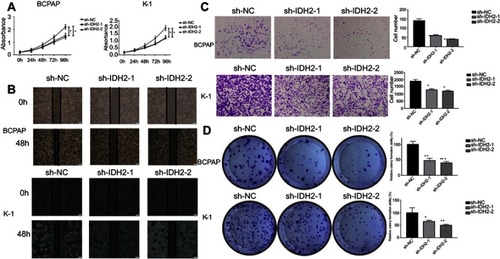 Figure 4 The effect of downregulation of IDH2 expression in BCPAP and K-1 cell lines.Notes: (A) The short-term effect of IDH2 expression on the tumor cell growth was evaluated by CCK-8. (B) Representative effect of IDH2 on tumor cell migration ability was evaluated by wound healing assay. (C) Representative results of transwell invasion assays and quantitative analysis. Values are expressed as mean ± SD. of three independent experiments. *p<0.05. (D) Representative colony formation assay by monolayer culture and quantitative analysis. Values are expressed as mean ± SD of three independent experiments. *p<0.05, **p<0.01, ***p<0.001.