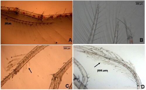 Figure 2. Microscopic images displaying fouling on the appendages and setae of phyllosoma of Thenus unimaculatus infected with Vibriospp.(A) and (B) appendage with no fouling on setae (C) and (D) appendage showing fouling on setae.