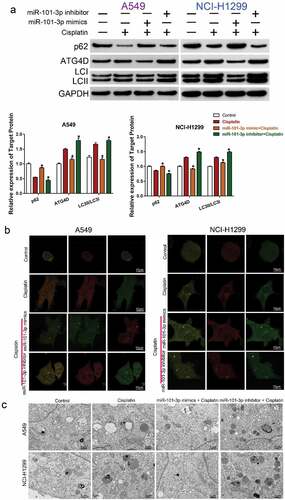 Figure 4. The sensitivity effect of miR-101-3p was related with autophagy and regulation of ATG4D