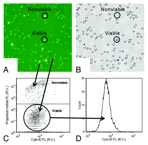 Figure 2. Data analysis method for autophagy detection. (A and B) The fluorescent and bright-field images showed bright green fluorescent spots inside the Jurkat cells that represented Cyto-ID® Green autophagy dye stained autophagosomes/autolysosomes. In addition, samples were stained with propidium iodide, shown in the fluorescent image as orange signal, which facilitated identification of dead cells and allowing for their elimination from data analysis. (C) The fluorescence of propidium iodide was plotted with respect to Cyto-ID® Green autophagy dye signal, and the nonviable propidium iodide-positive Jurkat cell signals were removed to allow analysis of only the viable cells in (D) the Cyto-ID® Green autophagy dye fluorescence histogram.