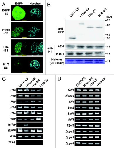 Figure 1. Establishing H1foo-EGFP expressing ES cell lines. (A) Subcellular localization of H1foo-EGFP. After wash with PBS(-), ES cells expressing H1s-EGFP fusion protein (indicated at the left side of the panels) were stained with 1 μg/ml Hoechest33342 for 10 min, and then were visualized by the confocal microscopy. The scale bars denote 5 μm. (B) The level of histone H1 proteins was evaluated by western blotting of nuclear extract prepared from EGFP-, H1foo-, H1e- and H1f0-ES cells. Endogenous and exogenous H1 were detected using anti-H1 (clone, AE-4 and 1415–1) and anti-GFP, respectively. CBB stain was used as loading control. (C) RT-PCR of H1 family genes and (D) marker genes for pluripotent stem cells in EGFP-, H1foo-, H1e- and H1f0-ES cells. RT(-) indicate PCR for Actb without reverse transcription.