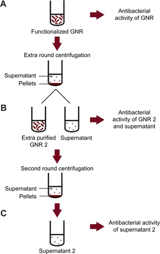 Figure 5 Cartoon demonstration of the antibacterial activity assessment protocol of GNR suspensions and their corresponding supernatant solutions.Notes: (A) Assessment of antibacterial activity of the original GNR suspension. (B) Assessment of antibacterial activity of the supernatant and the extra-purified GNR suspension (GNR 2). (C) Assessment of antibacterial activity of second supernatants (supernatants 2) of GNR 2 suspension.Abbreviation: GNR, gold nanorods.