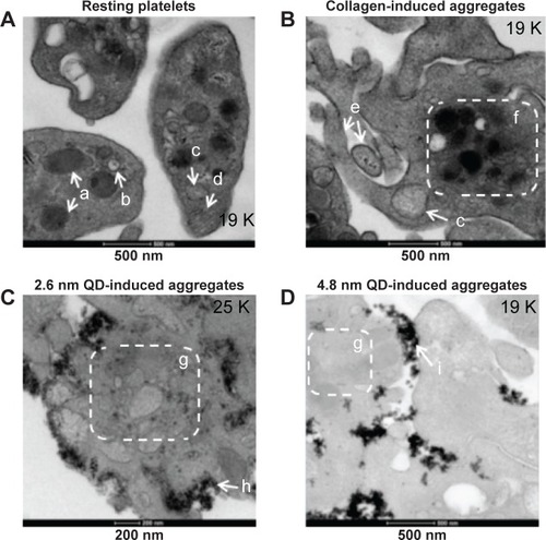 Figure 4 Association of QD agglomerates with platelets, as observed using transmission electron microscopy.Notes: Washed platelets were treated with negatively charged 2.6 nm or 4.8 nm size CdTe QDs in optical aggregometer. Samples were fixed with glutaraldehyde at 20% aggregation in the aggregometer. After washing the platelet aggregates with phosphate-buffered saline, the samples were processed and subjected to transmission electron microscopy imaging. Negative control (A) was untreated resting platelets, and positive control (B) was collagen-induced aggregates; 2.6 nm (C) and 4.8 nm (D) QD-induced platelet aggregates are shown. Images are representative of three independent experiments. (a) α granules; (b) dense granules; (c) mitochondrion; (d) microtubules; (e) pseudopodia; (f) organelles concentrated in the center of the cytoplasm; (g) degranulatedintracellular granules; (h) 2.6 nm CdTe QDs; (i) 4.8 nm CdTe QDs.Abbreviations: CdTe, cadmium–telluride; QD, quantum dot.