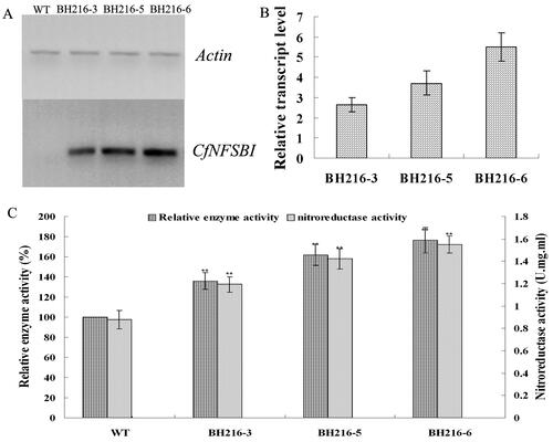 Figure 1. PCR analysis of the CfNFSBI gene fragment and enhanced nitroreductase activity. (a) RT-PCR analysis of the CfNFSBI gene fragment, WT serves as wild-type plant; wild-type and BH216 lines (BH216-3,-5,-6) with actin gene as a reference. (b) Relative transcript levels analyses of different CfNFSBI transgenic Arabidopsis lines. (c) Nitroreductase activity of wild-type and transgenic plants.