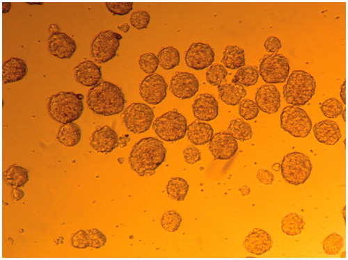 Figure 1. EB formation. Formation of EBs with serial dripping. Each drop of culture medium contained ∼2 − 5×10 cells, which congregated and developed into an EB.