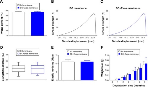 Figure 3 The properties of the BC membrane and the BC+Exos membrane.Notes: (A) Water content. (B and C) Tensile strength of the BC membrane and the BC+Exos membrane, respectively. (D) Elongation at break. (E) Elastic modulus. (F) Degradation during 6 months.Abbreviations: BC, bacterial cellulose; BC+Exos, bacterial cellulose combined with exosomes.