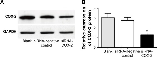Figure 6 Silencing of COX-2 gene inhibits COX-2 protein expression. (A) Blotting of protein by Western blot. (B) Statistical data of protein by Western blot. *P<0.01 when compared with the other two groups.