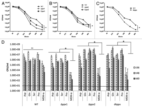 Figure 3. Nutrient stress survival of ∆ppx mutants in minimum essential media: (A–C) Sensitivity of C. jejuni ∆ppx mutants to nutrient starvation was assessed by monitoring their survival in chemically defined media (MEM without glutamine) at different time points. All the ∆ppx mutants showed stress survival defect at t 36 h onwards and complemention partially rescued the defect. (D) Nutrient stress survival of ∆ppx mutants in stringent basal media (MEM-α) in presence or absence of specific amino acids. The specific amino acids (l-aspartate, l-glutamate, l-serine and l-proline) were added to basal media at the concentration of 20 mM. CFU/mL value represents mean ± SD of two independent experiments with duplicate samples in each experiment. The dotted line across the bar graph indicates the limit of detection (10 CFU/mL). *P ≤ 0.05. n.s denotes not significant.