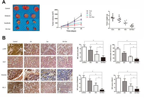 Figure 6 The anticancer effect of the combination of oridonin and sorafenib against HCC in vivo. (A) A representative photograph shows the subcutaneous tumors from mice treated with oral administration of vehicle, oridonin, sorafenib and of the combination of the two drugs. Tumor growth curves were prepared by measuring the tumor volumes every week. Tumor weights were recorded after the mice were killed. (B) Representative IHC photographs and stain scores/percentages show the expression levels of p-Akt, Ki67, Vimentin and Bcl-2 in the subcutaneous tumors of mice. (The data represent the mean ± SD of three independent experiments. *Indicates p<0.05 compared with the combination group; Ori indicates oridonin; Sor indicates sorafenib; Ori + Sor indicates combined oridonin and sorafenib treatment).