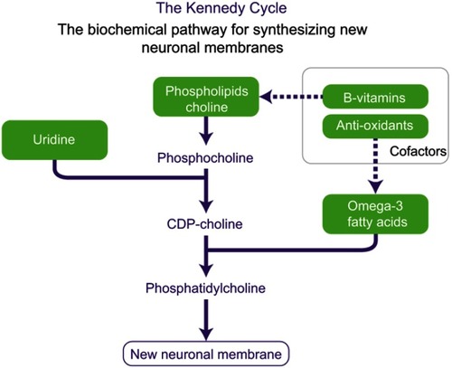 Figure 1 Kennedy Cycle: the biochemical pathway for synthesizing new neuronal membranes. Developed from Kennedy et al, 1956Citation1 and adapted with permission of Annual Reviews, from Use of phosphatide precursors to promote synaptogenesis, Wurtman RJ, Cansev M, Sakamoto T, Ulus IH, 29, 2009; permission conveyed through Copyright Clearance Center, Inc.Citation2