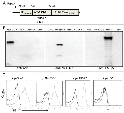 Figure 1. Characterization of recombinant Lactobacillus. (A) Schematic overview of the expression cassette for C-terminal anchoring of the 3 target proteins, NY-ESO-1, HSP-27 and Gal-1. The expression cassette is translationally fused to the inducible PsppA promoter. The target genes are fused through a SalI linker to a signal peptide (SP) derived from the L. plantarum. The C-terminal LPxTG anchor sequence derived from the L. plantarum Lp_2578 is translationally fused to the target genes through a MluI linker. Three variants of this linker have been developed [(named, cwa1, cwa2 and cwa3; (21)] which differ in terms of how large a part of the lactobacillal protein preceding the LPxTG motif is included; see Materials & Methods for details. Previously published plasmids that were used as starting points for these constructions contain the same restriction sites. (B) Western blotting. Whole-cell protein extracts prepared from L. plantarum expressing Gal-1, NY-ESO-1, or HSP-27 were prepared, analyzed by 10% SDS-PAGE gels, transferred to nitrocellulose and incubated with protrein-specific antibody as indicated. L. plantarum harboring pEV vector was used as a control. The three immunoblots are triplicates. (C) Flow cytometry analysis of L. plantarum expressing Gal-1 (L.p-Gal-1), NY-ESO-1 (L.p-NY-ESO-1), or HSP-27 (L.p-HSP-27). After induction of protein expression, the live cells were washed with PBS, stained with the corresponding biotin-conjugated monoclonal antibodies (grew histograms) followed by PE-conjugated streptavidin and then analyzed by flow cytometry. Black histograms correspond to cells stained with only PE-conjugated streptavidin (negative control). None of the used biotin conjugated monoclonal antibodies against NY-ESO-1, Gal-1, or HSP-27 stained L. plantarum harboring the pEV vector (L.p-pEV, last panel).