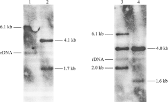 3 Hypermethylated RB1 gene derived from a sporadic retinoblastoma as positive control. 1 = Hypermethylated RB1 gene derived from a sporadic retinoblastoma digested with SacI and SacII. The 6.1-kb fragment persists indicating methylated restriction sites. 2 = Unmethylated RB1 gene derived from an osteosarcoma digested with SacI and SacII. 3 = Hypermethylated RB1 gene derived from a sporadic retinoblastoma digested with SacI and SmaI. 6.1-kb, 4.0-kb, and 2.0-kb fragments due to heterogenous methylation (Greger et al. 1989). 4 = Unmethylated RB1 gene derived from an osteosarcoma digested with SacI and SmaI.