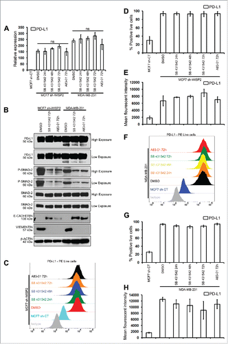 Figure 2. The inhibition of TGFβ-1 has no effect on PD-L1 expression in MCF-7 shWISP2 and MDA-MB-231 cells. MCF7 sh-WISP2 and MDA-MB-231 cells were treated with TGFβ-1 (5 ng/mL) in the absence (DMSO) or presence of SB 431542 (25 μM) or A83–01 (10 μM) at indicated times. (A) SYBR-GREEN RT-qPCR was used to monitor PD-L1 mRNA expressions levels. The experiment was performed in triplicate and repeated three times with the same results. (B) Western blot was performed to show protein levels. The experiment was repeated three times with the same results. (C–E) Surface expression of PD-L1 on live MCF7 sh-WISP2 cells was evaluated by flow cytometry as compare with isotype control (gray-shaded histogram). The experiment was repeated five times with the same results. (F–H) Surface expression of PD-L1 on live MDA-MB-231cells was evaluated by flow cytometry as compare with isotype control (gray-shaded histogram). The experiment was repeated five times with the same results.