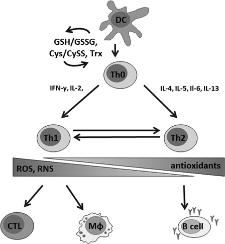 Figure 2. Redox balance is critically involved in the regulation of T cell activation, proliferation, and in shifting of the T cell phenotype. Stimulation of naive T cells (Th0) by dendritic cells (DC) is followed by thiol induction that is critical for the survival of T cells in an oxidative milieu. A Th1-type immune response is characterized by the secretion of pro-inflammatory cytokines, mainly interferon gamma (IFNγ) and interleukin-2 (IL-2), and leads to the activation of macrophages (Mφ) and cytotoxic T cells (CTL). During a Th2-type immune response, IL-4, -5, -6, and -13 are secreted and B cells are stimulated to produce antibodies. Th1 and Th2-type immune responses are cross-regulated, suppression of Th1 reactions favors Th2 responses and vice versa. Whereas oxidative conditions are involved in Th1 reactions, antioxidative stress preferentially activates Th2-type responses, which may result in ineffective pathogen defense and development of allergies. On the other hand, overwhelming production of ROS–RNS due to a chronic activation of the immune system might lead to severe damage due to the oxidation of biomolecules.