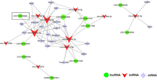 Figure 6 LncRNA-miRNA-mRNA network analysis. Green, red and purple represent lncRNAs, miRNAs and mRNAs, respectively.