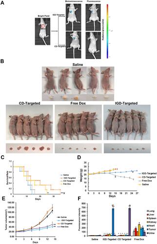 Figure 6 IGD-Targeted could inhibit GD2-positive NB tumor growth selectively in vivo. (A) Specific targeting ability of IGD-Targeted to GD2+ tumor site in mouse model detected by IVIS 200 imaging. (B) IGD-Targeted could inhibit tumor growth in model mice. Mice were divided into three groups and administrated with Saline, CD-Targeted, IGD-Targeted, and free Dox (N=6). Mice and tumor tissues were photographed. One mouse was died due to severe side effect in free Dox group. (C) Survival rate (%) of each group (The difference compared with saline group was labeled with *, *p < 0.05, **p < 0.01; The difference compared with Free Dox group was labeled with #, #p < 0.05). (D) Weights of mice in each group (The difference compared with saline group was labeled with *, *p < 0.05; The difference compared with Free Dox group was labeled with #, #p < 0.05). (E) Tumor volume of mice in each group. (The difference compared with saline group was labeled with *, **p < 0.05). (F) Dox fluorescence intensity evaluation of tissues in each group (The difference compared with saline group was labeled with *, *p < 0.05, **p < 0.05; The difference compared with Free Dox group was labeled with #, #p < 0.05, ##p < 0.05; The difference compared with CD-Targeted group was labeled with &, &p < 0.05).