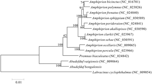 Figure 1. Maximum likelihood phylogenetic tree was constructed based on 1st and 2nd codon sequences of 13 protein-coding genes of 14 species.