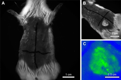 Figure 7 Representative images showing: (A) an animal before subcutaneous injections, (B) after excitement condition of the regions of interest that received the injections, (C) identification of the fluorescent region that received NPC, and colored by software (green color) Carestream in vivo MS FX-Pro (Bruker Corporation, Billerica, MA, USA).Abbreviation: NPC, curcumin-loaded polycaprolactone nanoparticles.