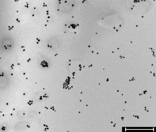 Figure S1 TEM image of unconjugated GNP.Note: Scale bar =10 μm.Abbreviations: GNP, gold nanoparticle; TEM, transmission electron microscopy.