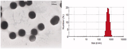 Figure 6. TEM image and particle size distribution of the FC–NC–Bex.