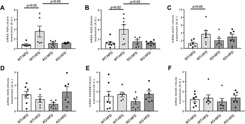 Figure 5 Heart gene expression profile of key regulators of oxidative stress modulation, endothelial function and chemotactic processes observed in wild-type mice treated with normal (WT-NFD) or high (WT-HFD) fat diet, or P2X7 receptor knockout mice treated with normal (KO-HFD) or high fat diet (KO-HFD). Tumor necrosis factor α (TNFα, A), Nitric oxide synthase 2, inducible (NOS-2, B), Monocyte chemotactic protein-1 (MCP-1, C), Nitric oxide synthase 3, endothelial (NOS-3, D), Adhesion G protein-coupled receptor E1 (ADGRE1, E), Intercellular adhesion molecule 1 (ICAM-1, F) are shown. Relative gene expression was calculated by the 2−ΔΔCt method and normalized by the β-actin housekeeping gene. Results are reported as arbitrary units (A.U.). Data are presented as mean±SE for at least six animals in each group. Two-way ANOVA with genotype and diet as sources of variation, followed by Tukey’s post-hoc test, was used for multiple comparisons. Statistical significance was set at p < 0.05. ● WT-NFD, ■ WT-HFD, ▲ KO-NFD, ◆ KO-HFD.