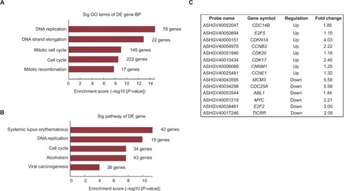 Figure 4 Gene expression microarray analysis for the identification of LRH-1-regulated genes in HepG2 cells.Notes: (A) Gene ontology (GO) analysis of genes that are LRH-1-regulated in HepG2 and in HepG2LRH-1/− cells. (B) KEGG pathway enrichment analysis for LRH-1-regulated genes in HepG2 cells are shown. (C) Several cell cycle-related genes that altered after suppression of LRH-1 were listed.Abbreviations: BP, biological process; DE, differential expression; KEGG, Kyoto Encyclopedia of Genes and Genomes.