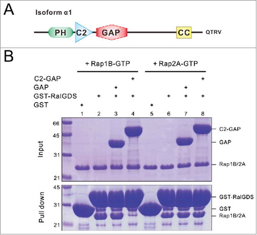 Figure 1. The C2-GAP tandem is required for SynGAP's GAP activity toward Rap1B. (A) Schematic diagram showing the domain organization of SynGAP α1. (B) GST-RalGDS pull-down assay showing the C2-GAP tandem, instead of the isolated GAP domain, of SynGAP is required for its Rap1B GAP activity. It is noted that neither the GAP domain nor the C2-GAP tandem of SynGAP had detectable GAP activity toward Rap2A.